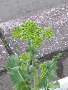 なの花