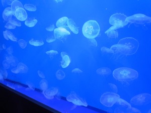 DSCN5703